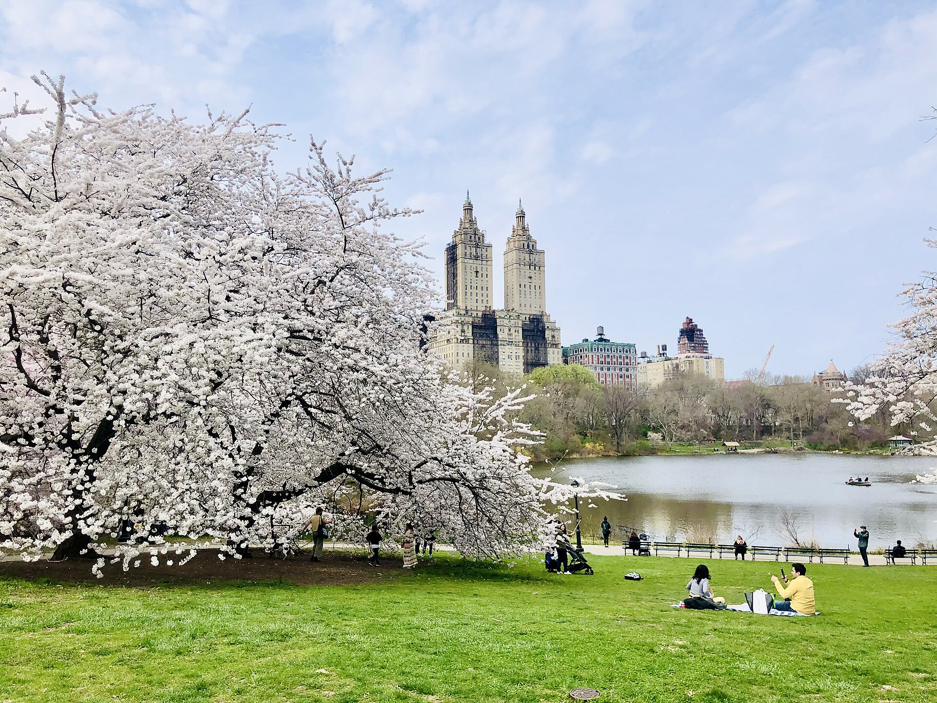 Cerisiers en fleurs dans Central Park, à New York
