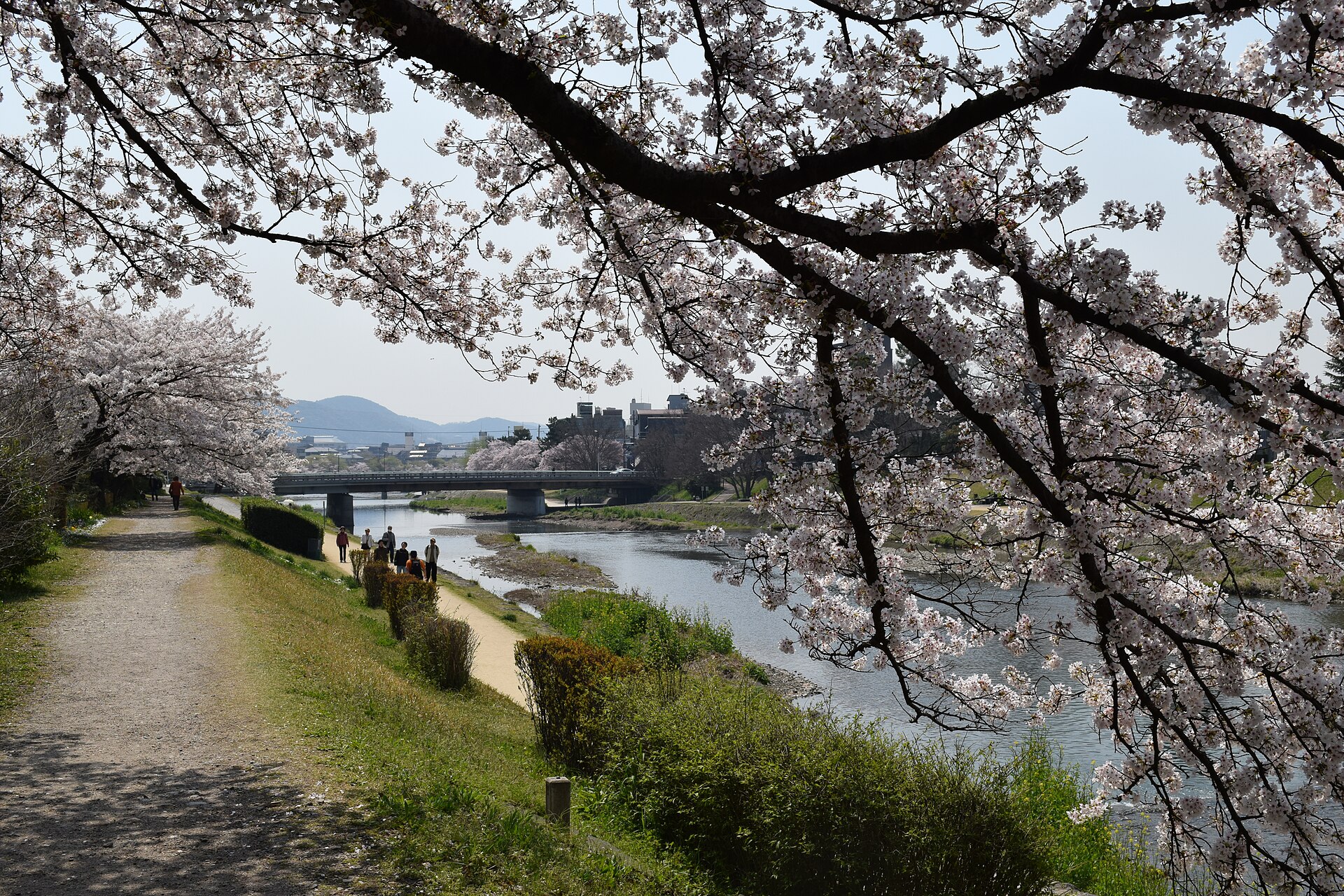 Cerisiers en fleurs au bord de la rivière Kamo à Kyoto, au Japon