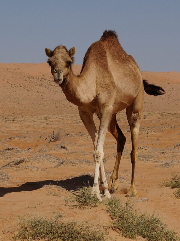 Dromadaire dans le désert des Wahiba Sands, à Oman