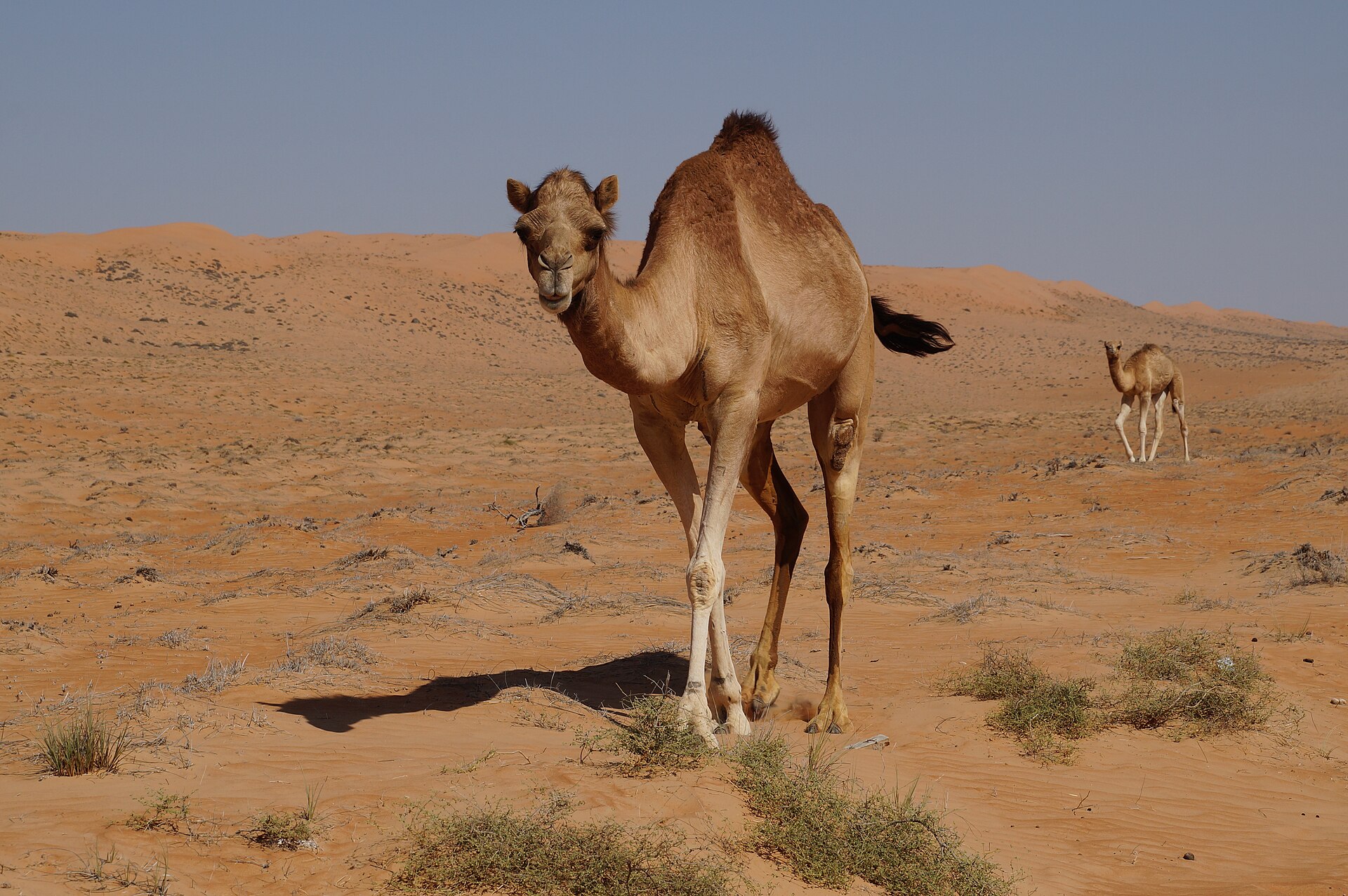 Dromadaire dans le désert des Wahiba Sands, à Oman