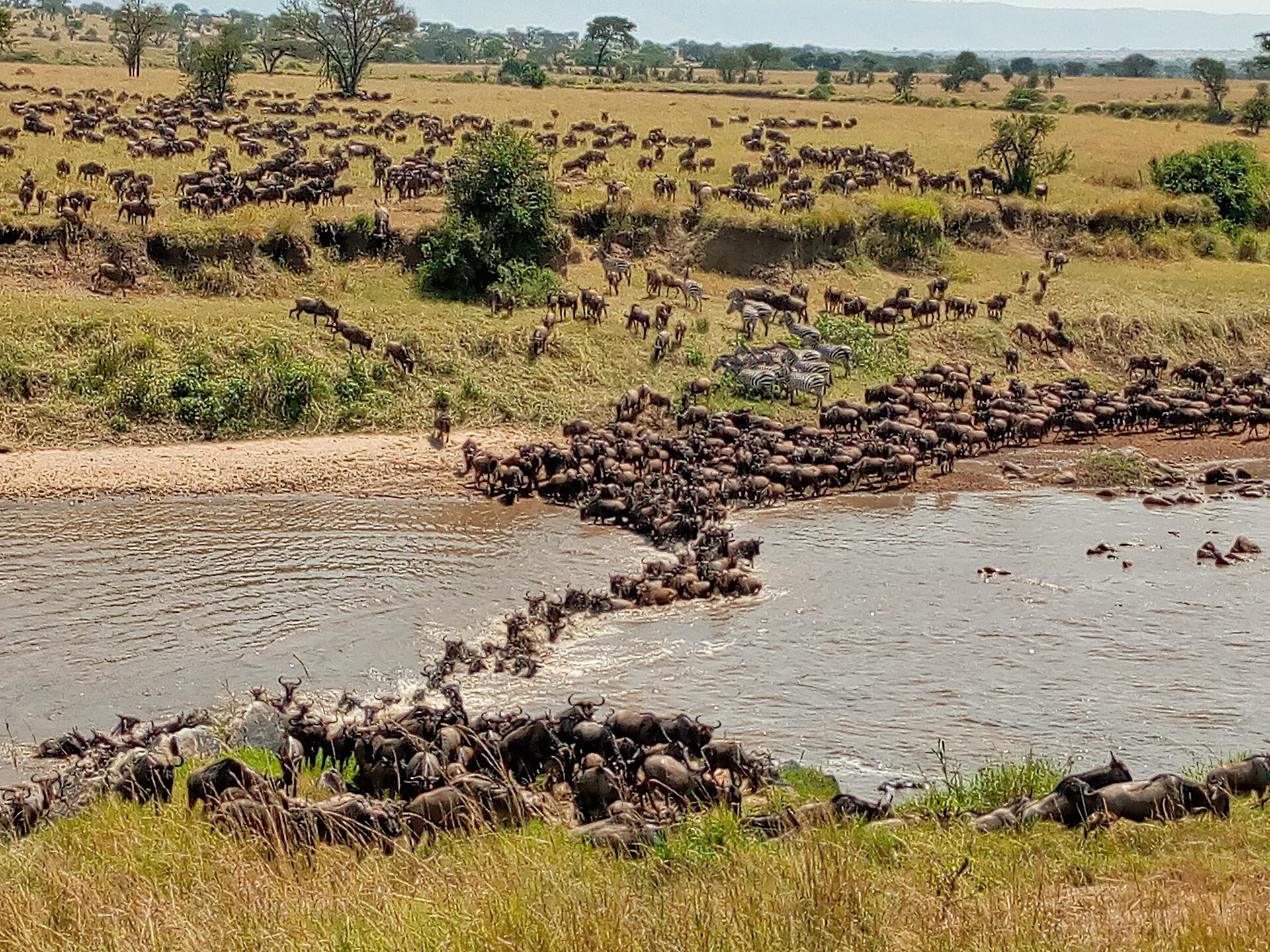 La grande migration des gnous traversant la rivière Mara