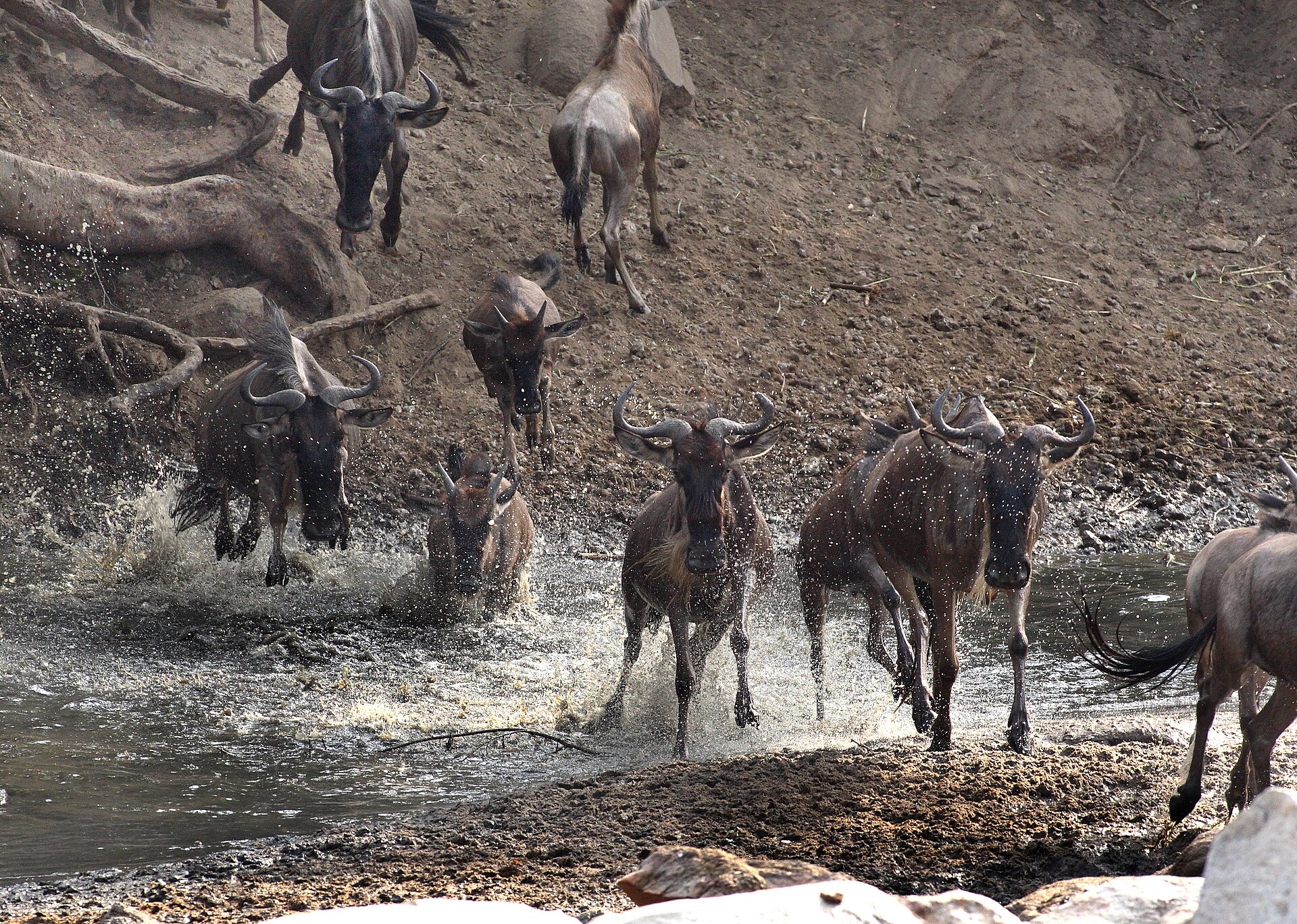 Des gnous traversent la rivière Grumeti pendant la grande migration, en Tanzanie