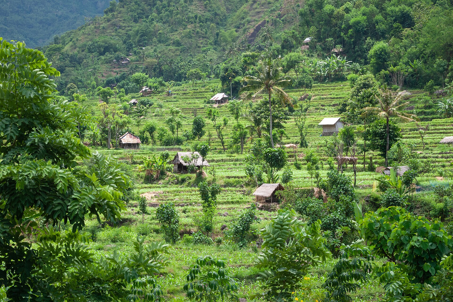 Les rizières en terrasses de l'est de Bali, en Indonésie