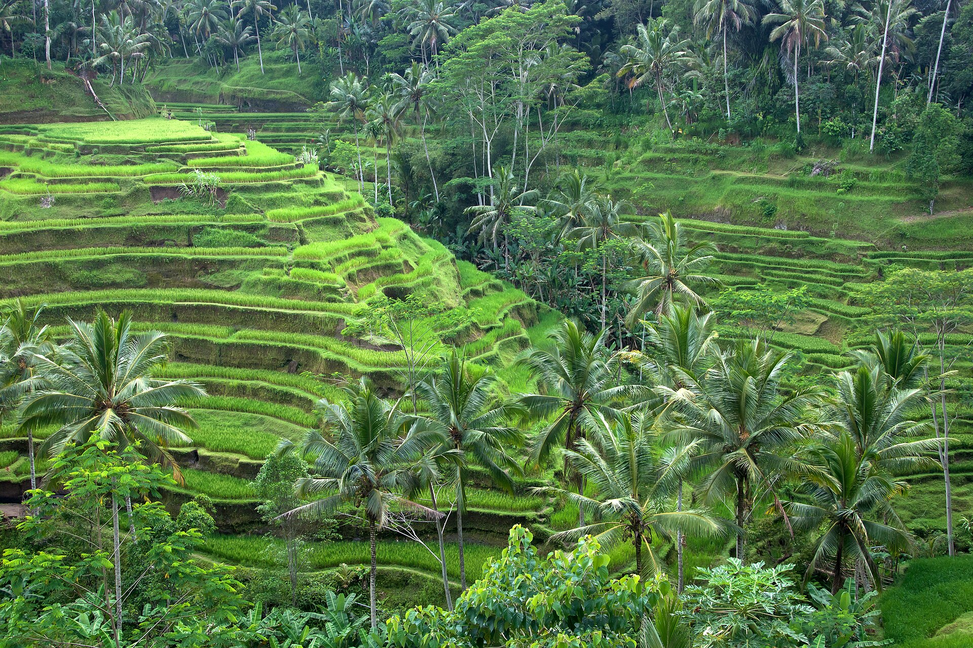 Rizières en terrasses près d'Ubud, à Bali
