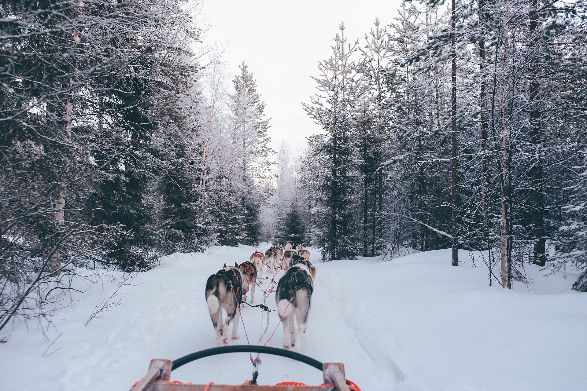 Traîneau à chiens dans la neige près de Rovaniemi, en Laponie