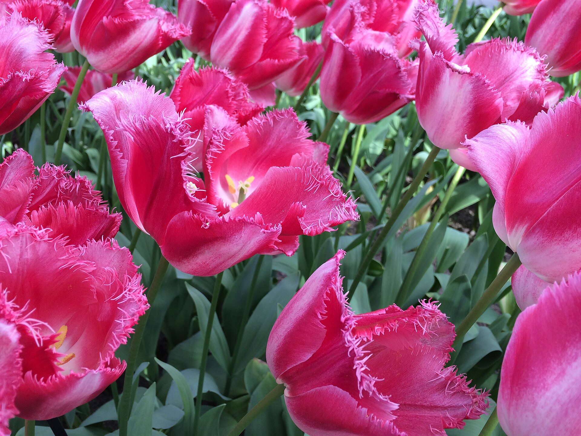 Champs de tulipes en fleurs au parc du Keukenhof, aux Pays-Bas