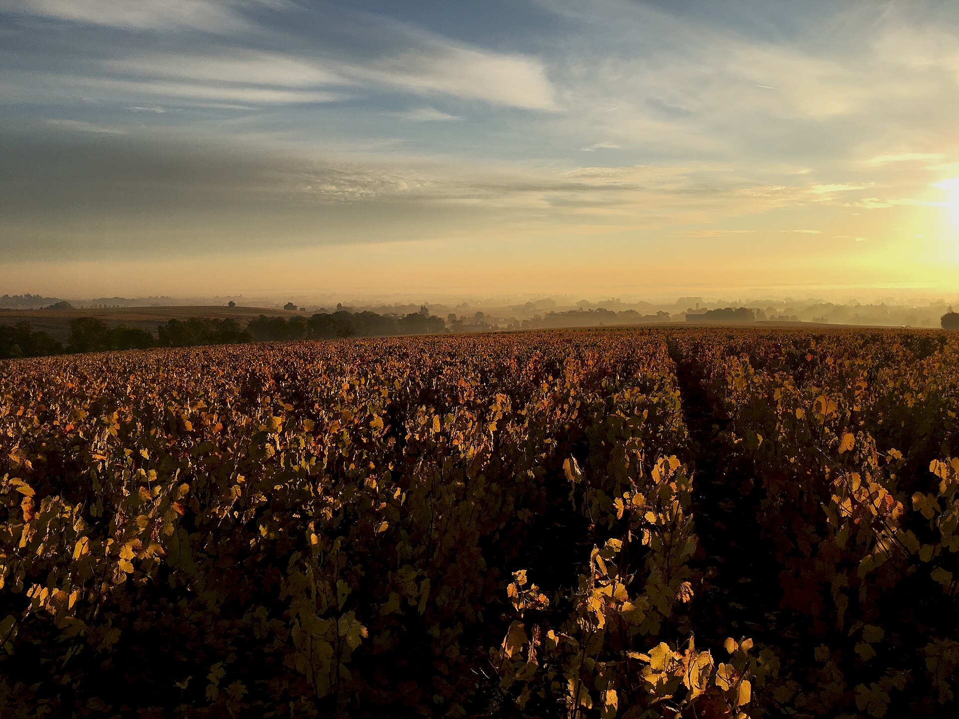 Les vignes du Beaujolais en automne